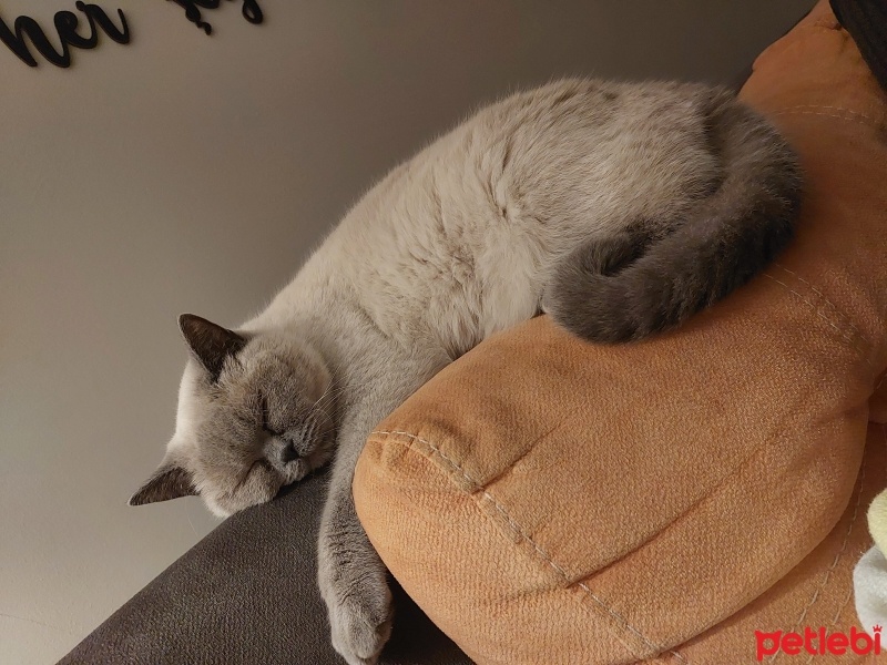 British Shorthair, Kedi  Caky fotoğrafı