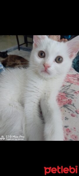 British Shorthair, Kedi  Miya fotoğrafı