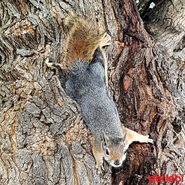 Sincap, Kemirgen  Sinko fotoğrafı