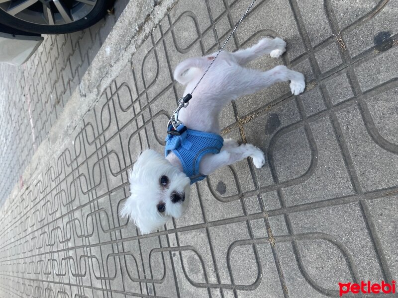 Maltese, Köpek  rio fotoğrafı