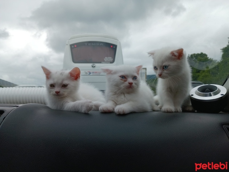 Scottish Fold, Kedi  PRENS VE PRENSESLER fotoğrafı