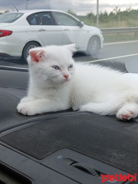 Scottish Fold, Kedi  PRENS VE PRENSESLER fotoğrafı