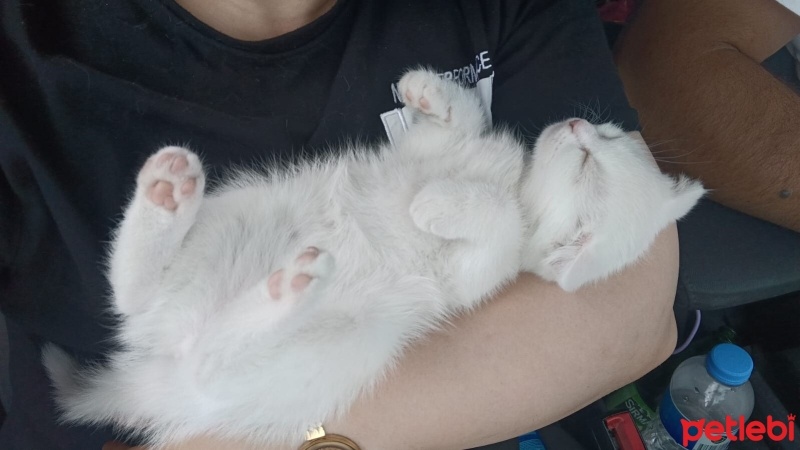 Scottish Fold, Kedi  PRENS VE PRENSESLER fotoğrafı