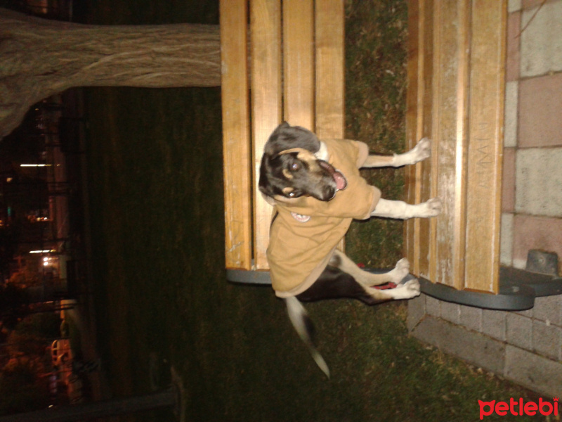 Beagle, Köpek  Cesur fotoğrafı