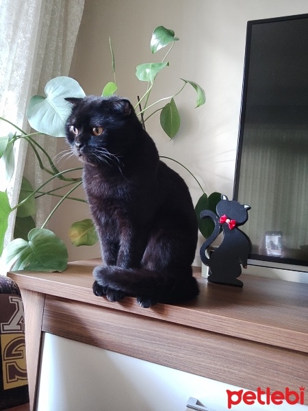 Scottish Fold, Kedi  Rio fotoğrafı
