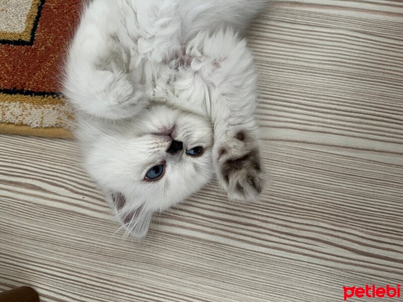 British Longhair, Kedi  Lilly fotoğrafı