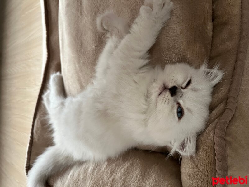 British Longhair, Kedi  Lilly fotoğrafı