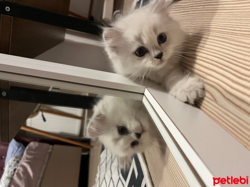 British Longhair, Kedi  Lilly fotoğrafı