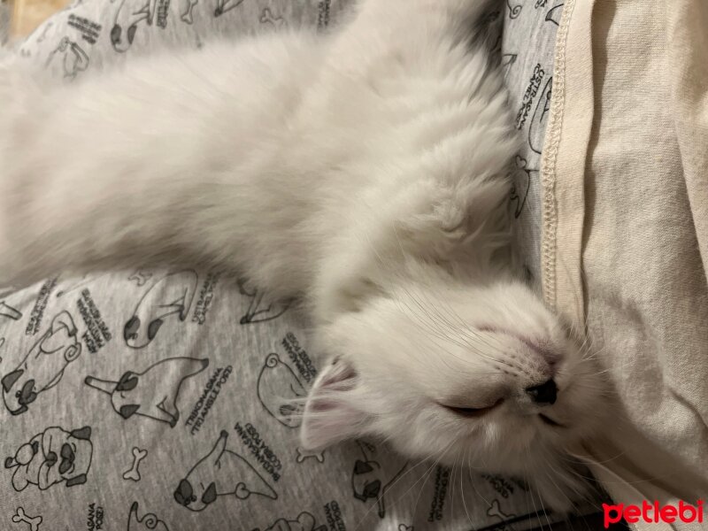 British Longhair, Kedi  Lilly fotoğrafı