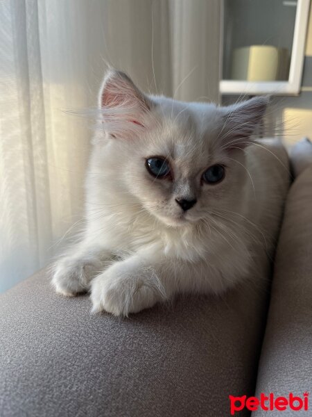 British Longhair, Kedi  Lilly fotoğrafı