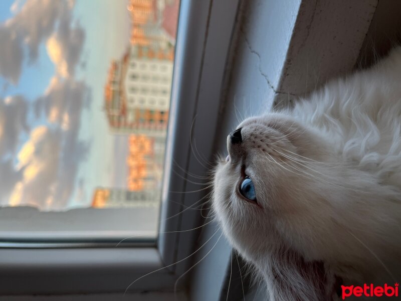 British Longhair, Kedi  Lilly fotoğrafı