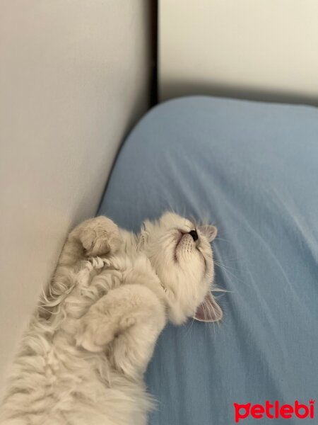 British Longhair, Kedi  Lilly fotoğrafı