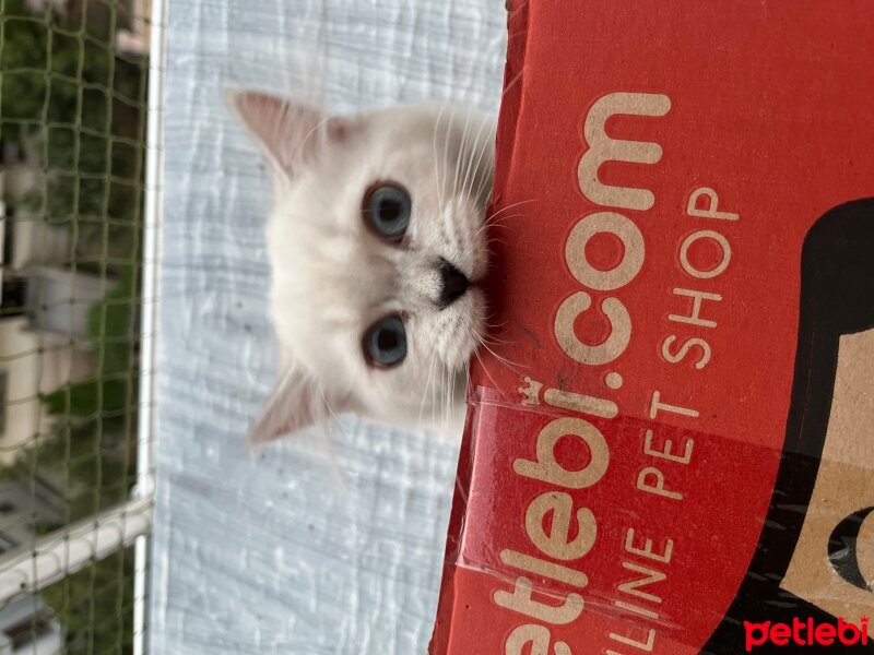 British Longhair, Kedi  Lilly fotoğrafı