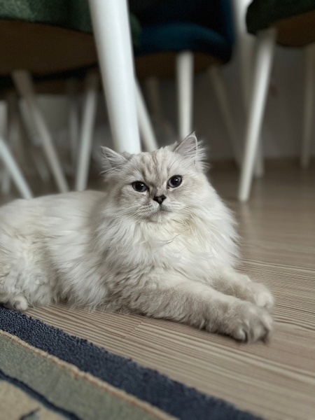 British Longhair, Kedi  Lilly 🤍 fotoğrafı
