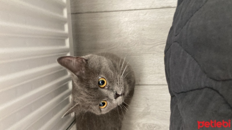 British Shorthair, Kedi  Nazlı fotoğrafı