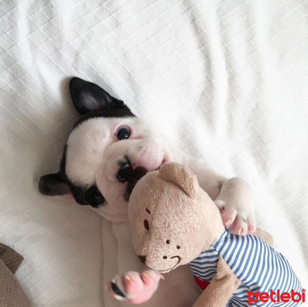Fransız Bulldog, Köpek  Pablo Escobar fotoğrafı