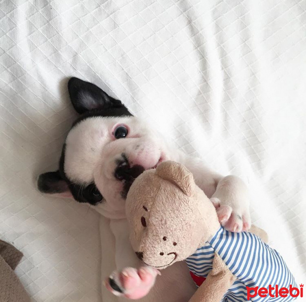 Fransız Bulldog, Köpek  Pablo Escobar fotoğrafı