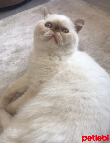 Exotic Shorthair, Kedi  Paris fotoğrafı