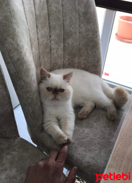 Exotic Shorthair, Kedi  Paris fotoğrafı