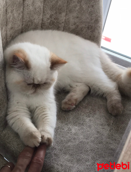 Exotic Shorthair, Kedi  Paris fotoğrafı