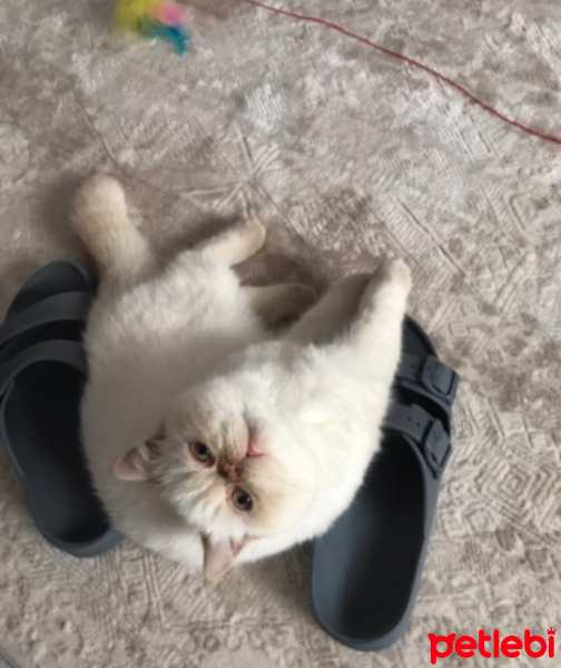 Exotic Shorthair, Kedi  Paris fotoğrafı