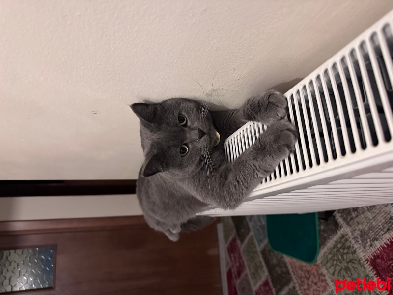 British Shorthair, Kedi  Hayri fotoğrafı