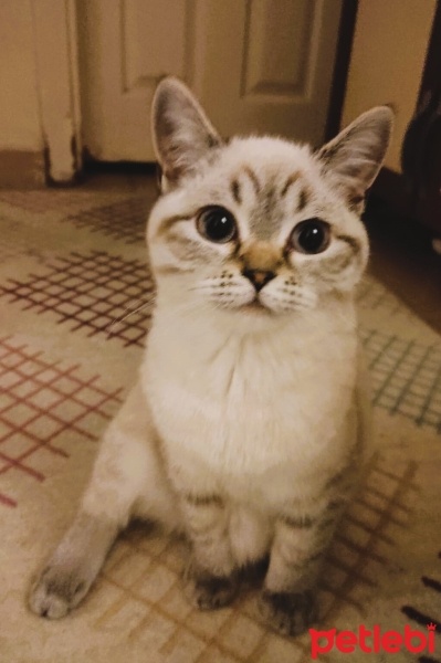 British Shorthair, Kedi  BONCUK fotoğrafı