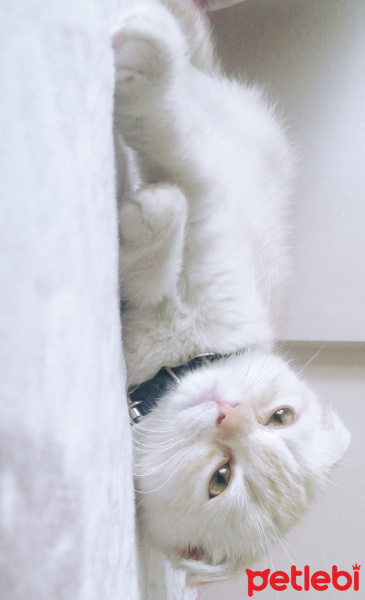 Scottish Fold, Kedi  Leo fotoğrafı