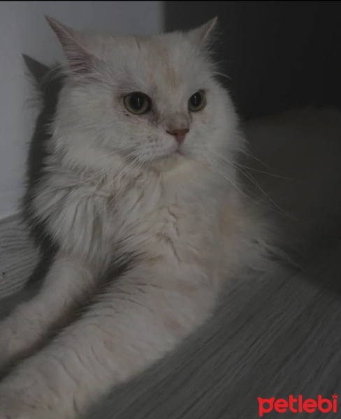 İran Kedisi (Persian), Kedi  Bulut fotoğrafı