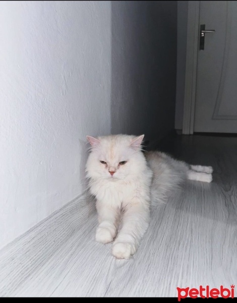 İran Kedisi (Persian), Kedi  Bulut fotoğrafı