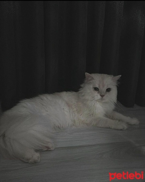 İran Kedisi (Persian), Kedi  Bulut fotoğrafı