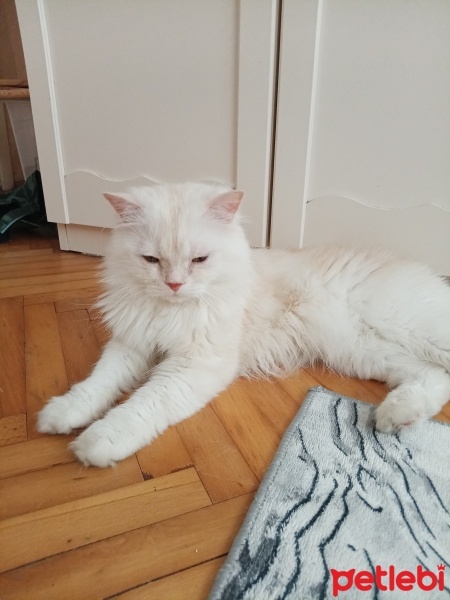 İran Kedisi (Persian), Kedi  Bulut fotoğrafı