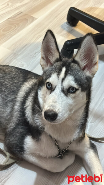 Sibirya Kurdu (Husky), Köpek  Riva fotoğrafı