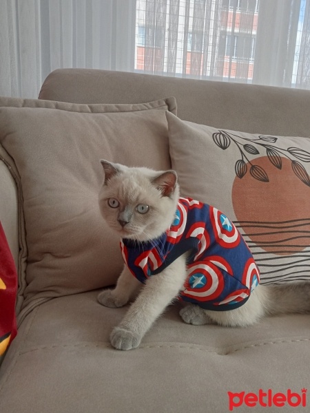 Scottish Fold, Kedi  Lucy fotoğrafı