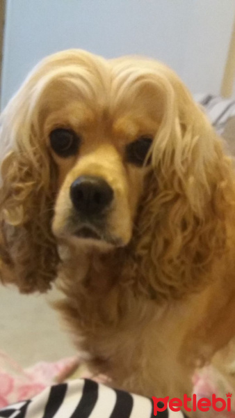 Amerikan Cocker Spaniel, Köpek  fıstık fotoğrafı