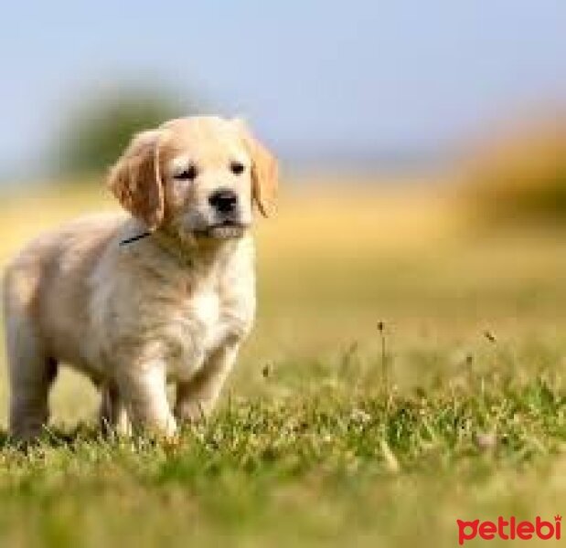 Golden Retriever, Köpek  evcz fotoğrafı