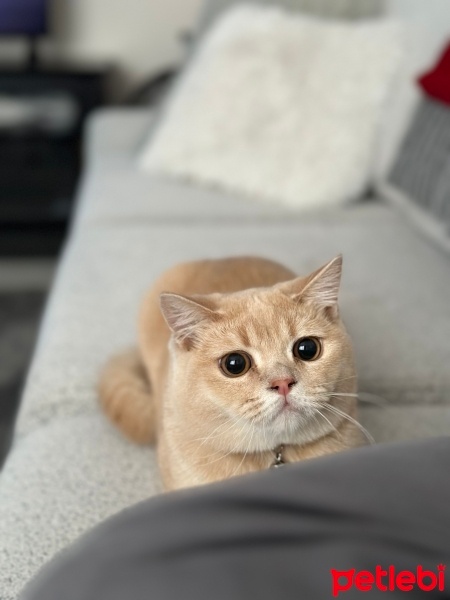 British Shorthair, Kedi  Limon fotoğrafı