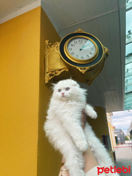 Scottish Fold, Kedi  Milky fotoğrafı