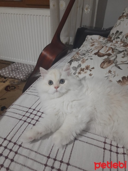 British Longhair, Kedi  Bulut fotoğrafı