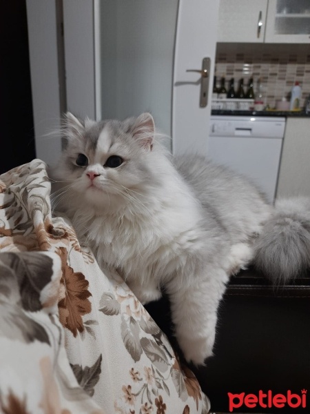 Chinchilla, Kedi  Duman fotoğrafı