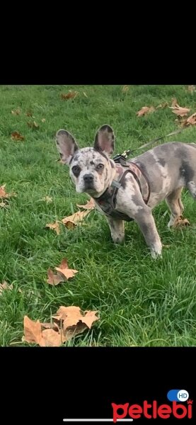 Fransız Bulldog, Köpek  Gece fotoğrafı