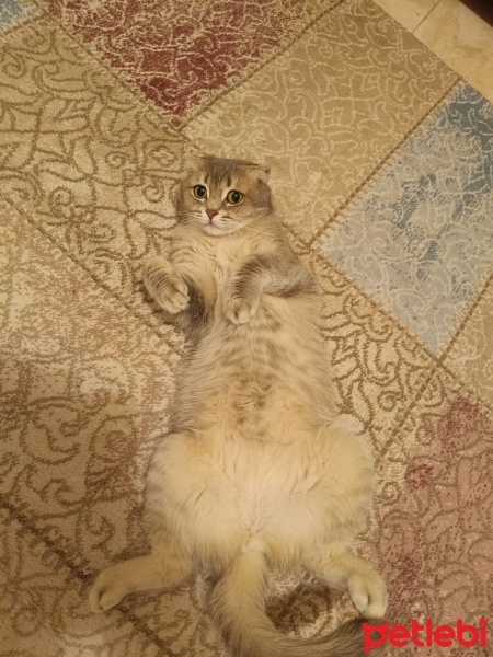 British Shorthair, Kedi  Tarçın fotoğrafı