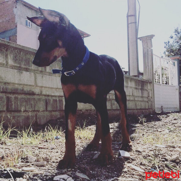 Doberman Pinscher, Köpek  Ares fotoğrafı