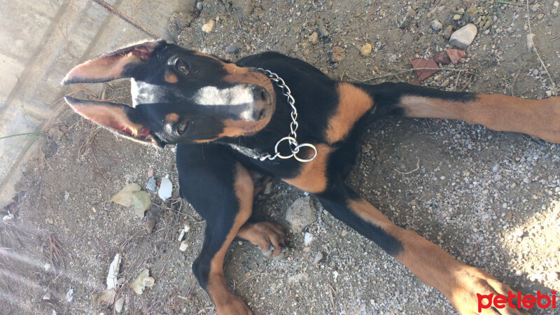 Doberman Pinscher, Köpek  Ares fotoğrafı