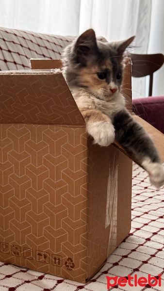 Norwegian Forest, Kedi  Jülide fotoğrafı