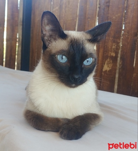 Siyam Kedisi, Kedi  fıstık fotoğrafı