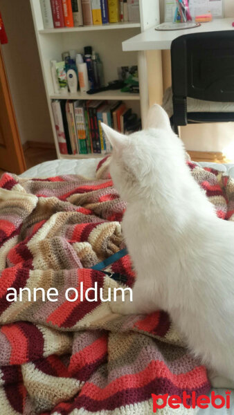 Ankara Kedisi, Kedi  Kete fotoğrafı