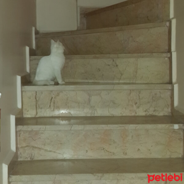 Ankara Kedisi, Kedi  Kete fotoğrafı