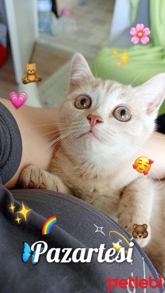 British Shorthair, Kedi  Balım fotoğrafı