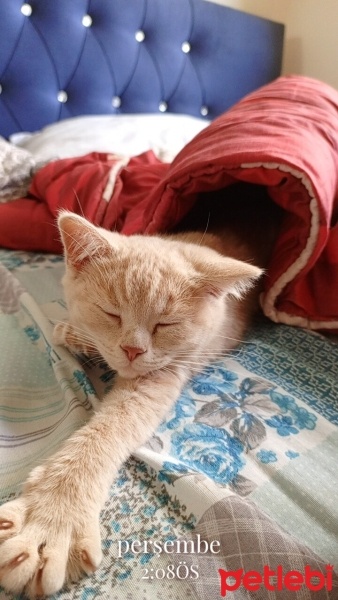 British Shorthair, Kedi  Balım fotoğrafı